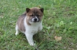 SHIBA-INU-PUPPIES-AVAILABLE-FOR-SALE