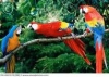 blue-and-gold-and-scarlet-macaw